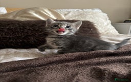Bengal cats for sale: Half breed Bengal kittens for sale🐆 - Image 7