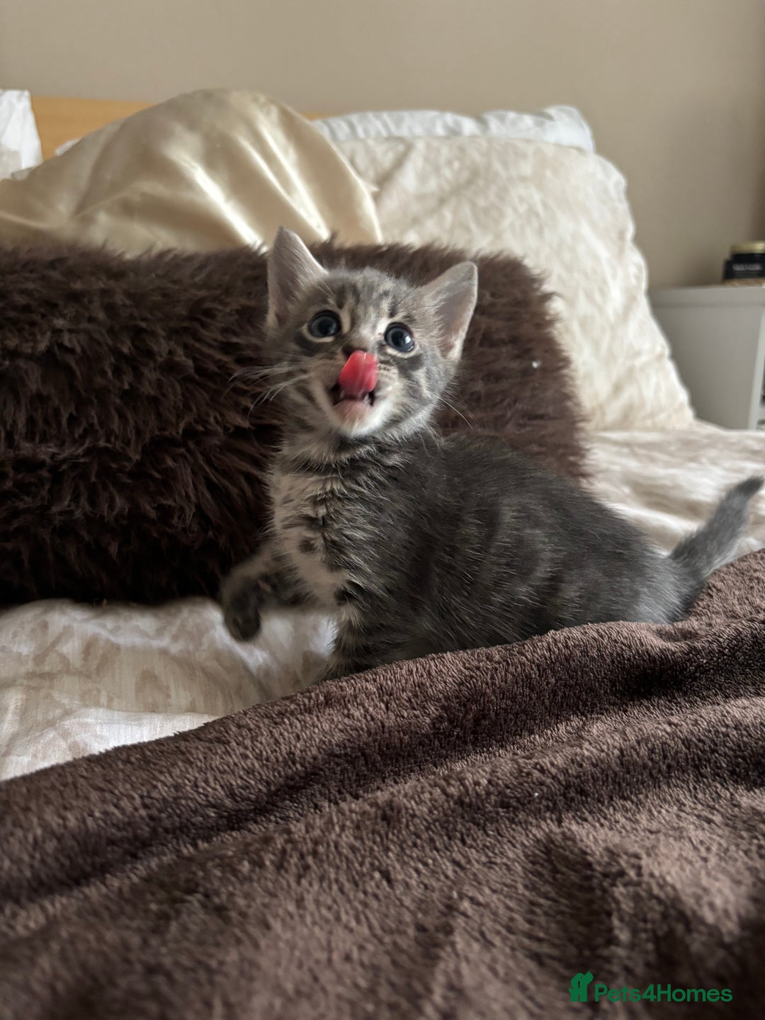 Bengal cats for sale: Half breed Bengal kittens for sale🐆 - Image 7
