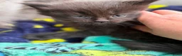Maine Coon cats for sale: Purebred Maine Coon Kittens.Blue,Black Smoke,Tabby - Advert 19