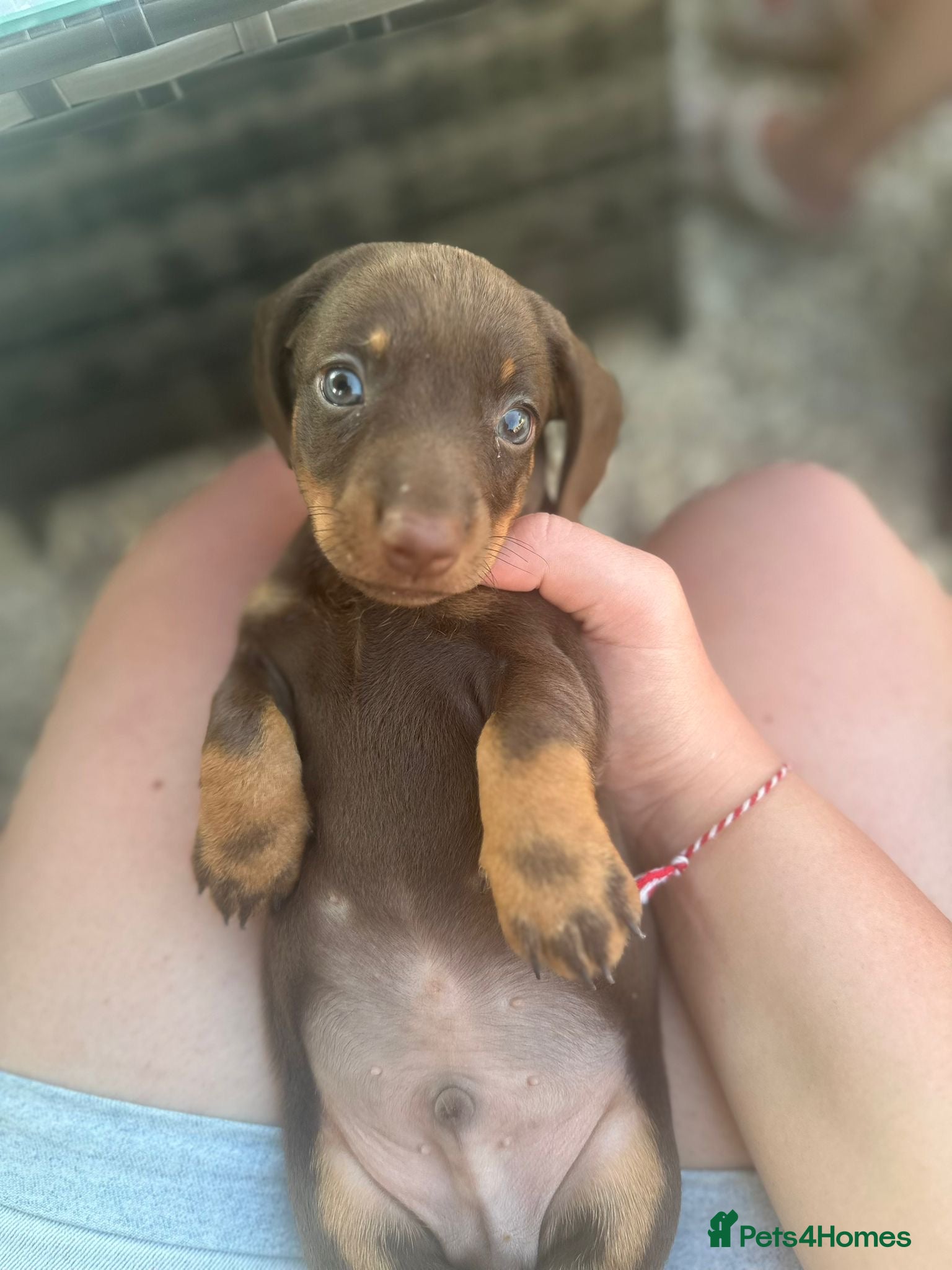 Dachshund dogs 1 male remaining *Ready to leave - Advert 7