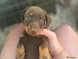 Dachshund dogs 1 male remaining *Ready to leave - Advert 7