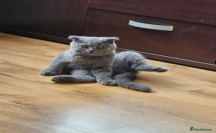 Scottish Fold cats - Advert 13