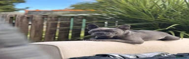 French Bulldog 1
