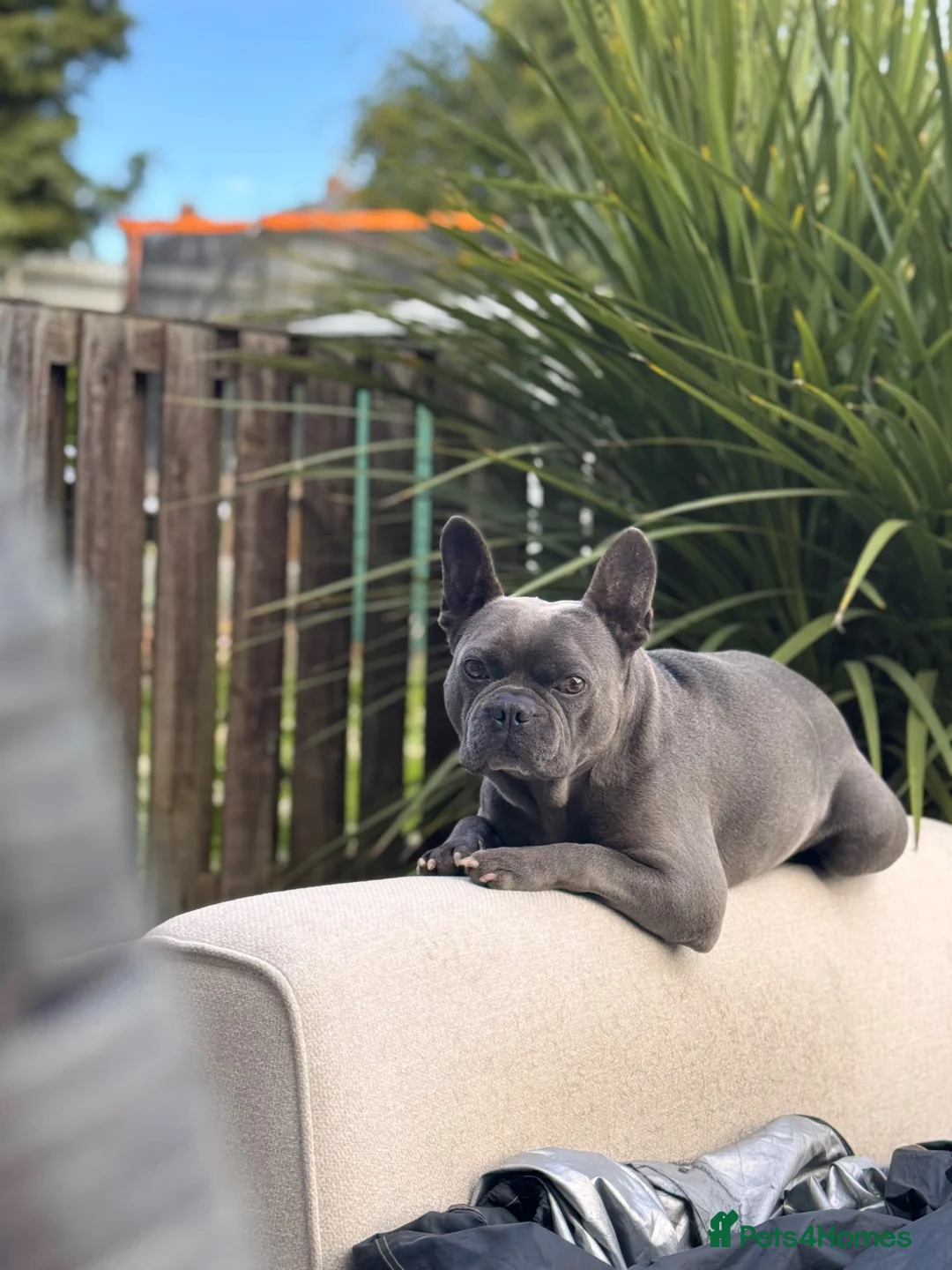 French Bulldog dogs for sale: 6 years old French bulldog  - Advert 2