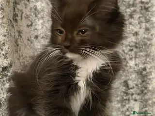 Ragdoll cats Ragdoll cross maincoon - Advert 12