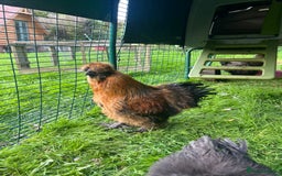 Chickens poultry for sale: Two beautiful silky males - Image 2