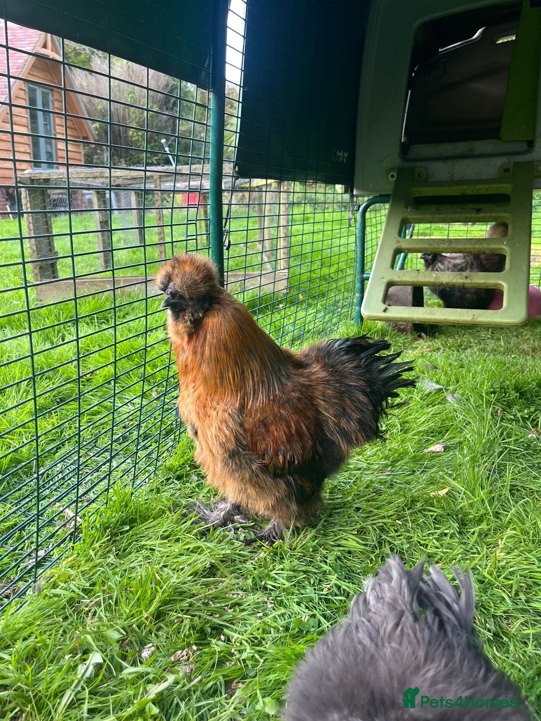 Chickens poultry for sale: Two beautiful silky males - Image 2