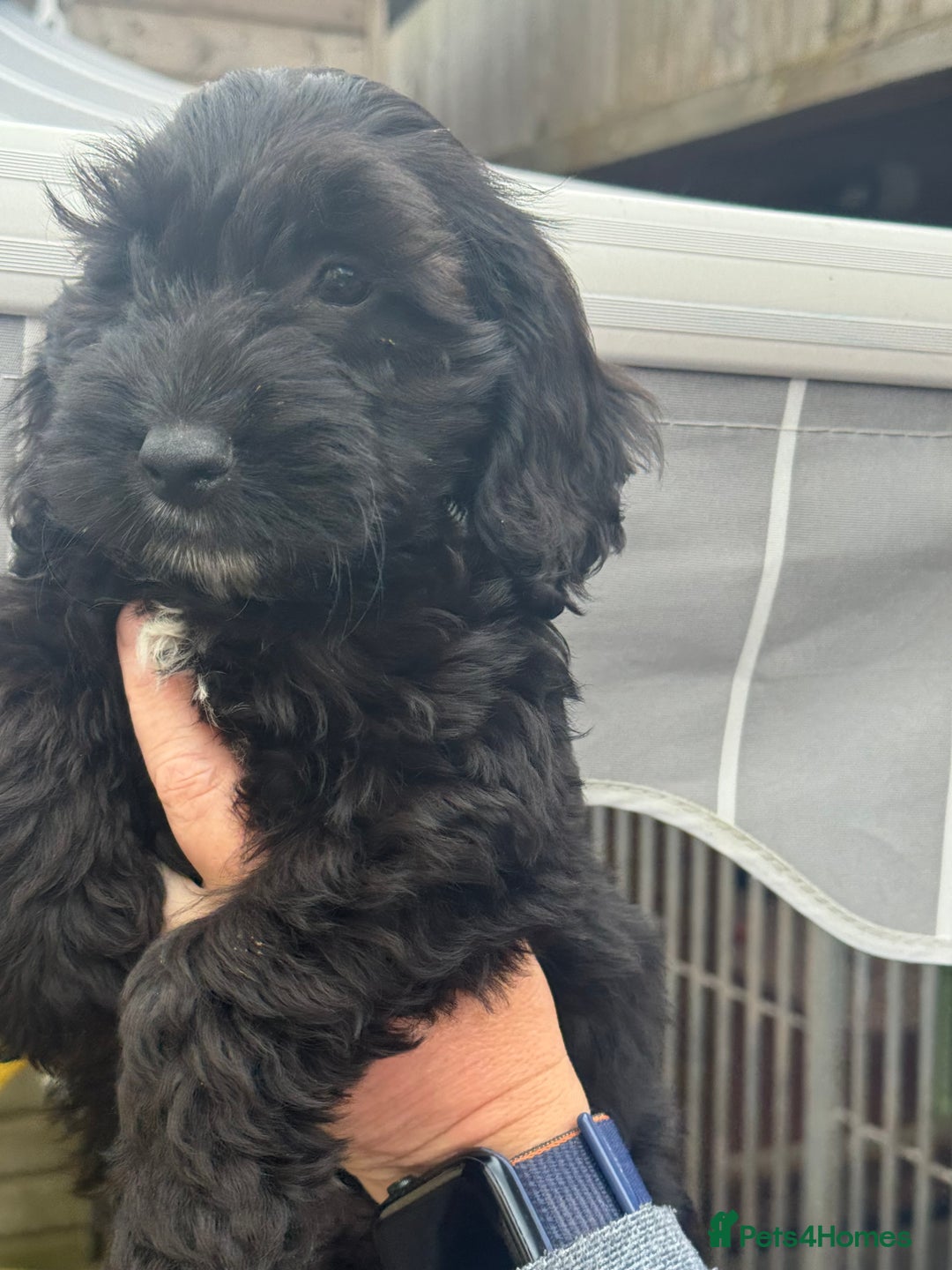 Cockapoo dogs for sale: F1 Puppies for Sale - Image 10