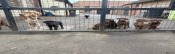 Mixed Breed dogs for sale: Kelpador - Advert 5