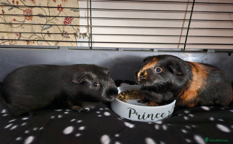 Guinea Pig rodents - Advert 1