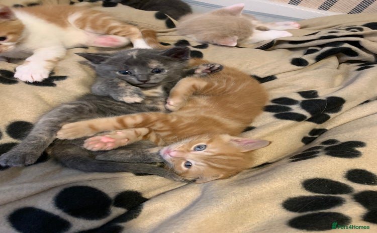 Mixed Breed cats - Advert 10