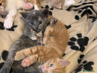 Mixed Breed cats - Advert 28