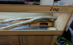 Bearded Dragon reptiles for sale: Male bearded dragon 3 years old full set up - Image 10