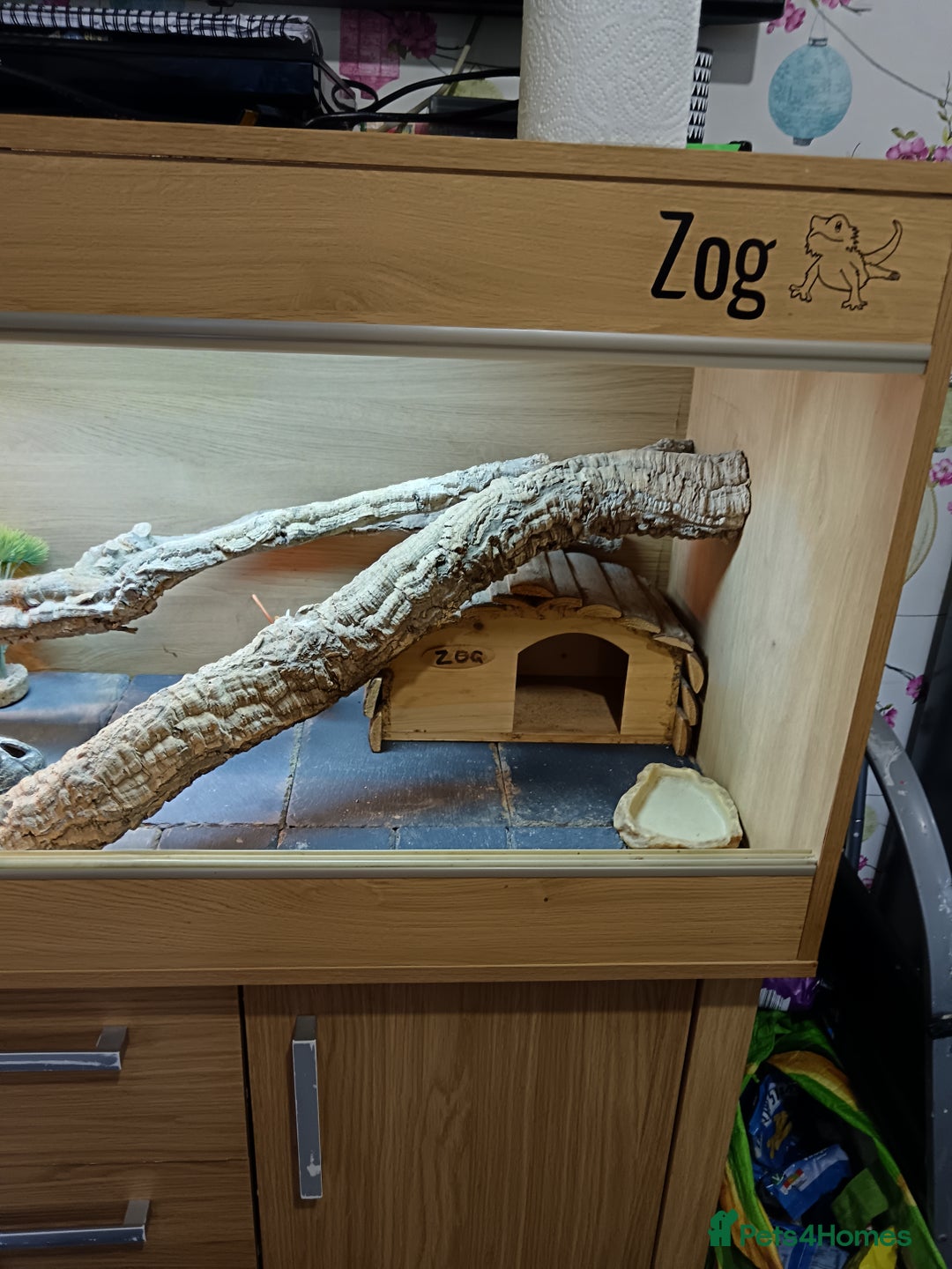 Bearded Dragon reptiles for sale: Male bearded dragon 3 years old full set up - Image 10