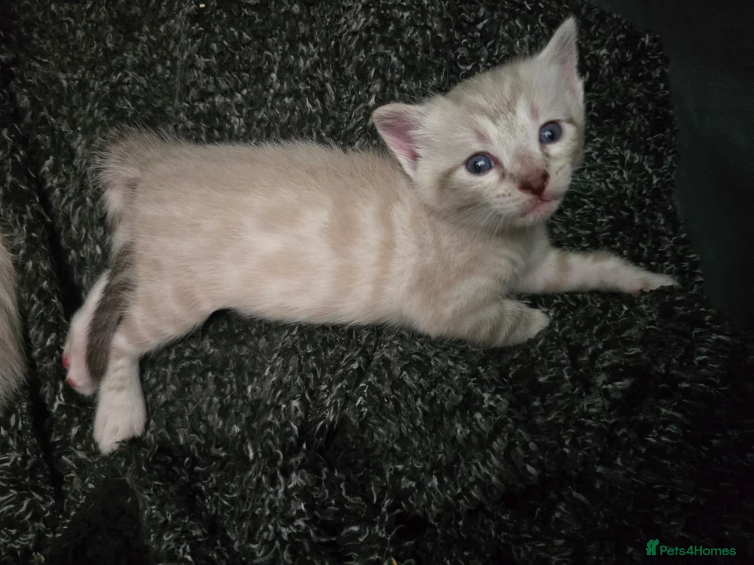 Mixed Breed cats for sale: Snow Bengal/ Ragdoll  - Advert 2