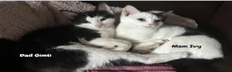Mixed Breed cats for sale: Fluffy, Happy, Healthy Kittens! in Bungay - Advert 2