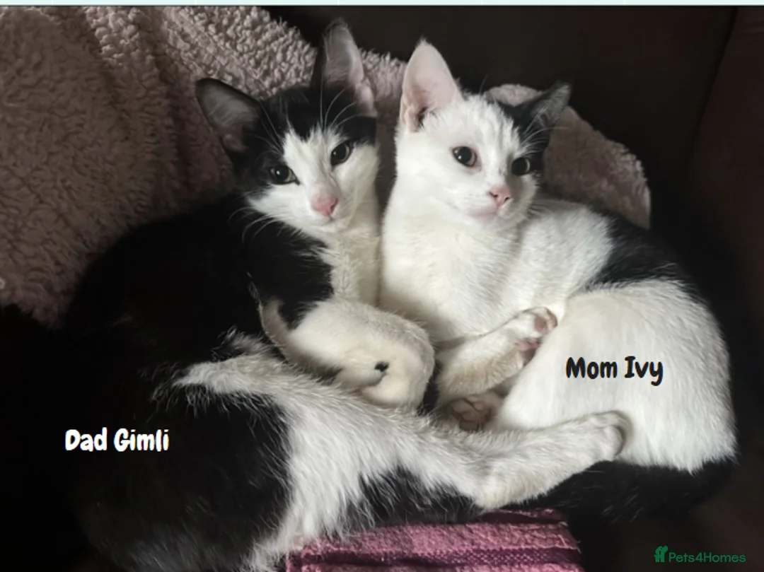 Mixed Breed cats for sale: Fluffy, Happy, Healthy Kittens! in Bungay - Advert 2