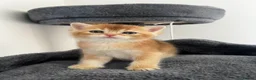 British Shorthair cats for sale: BSH Golden kittens TICA Reg - Advert 14