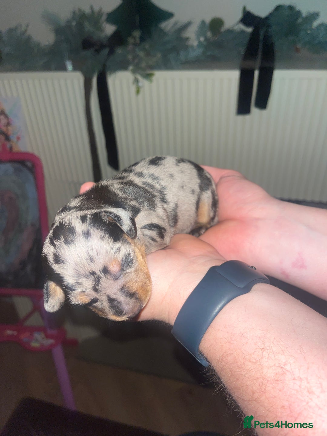 Dachshund dogs for sale: Dacshund Puppies - Advert 11