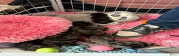 Mixed Breed dogs for sale: Cavapoo x dachshund  in Newark - Advert 9