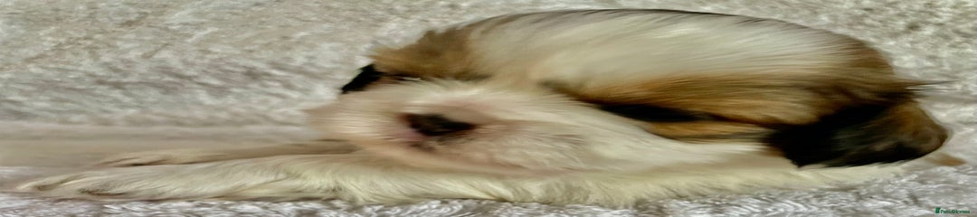 Shih Tzu Puppy 3 Girl