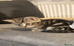 British Shorthair cats for sale: Four half breed mixed Bengal short haired kittens  - Image 1