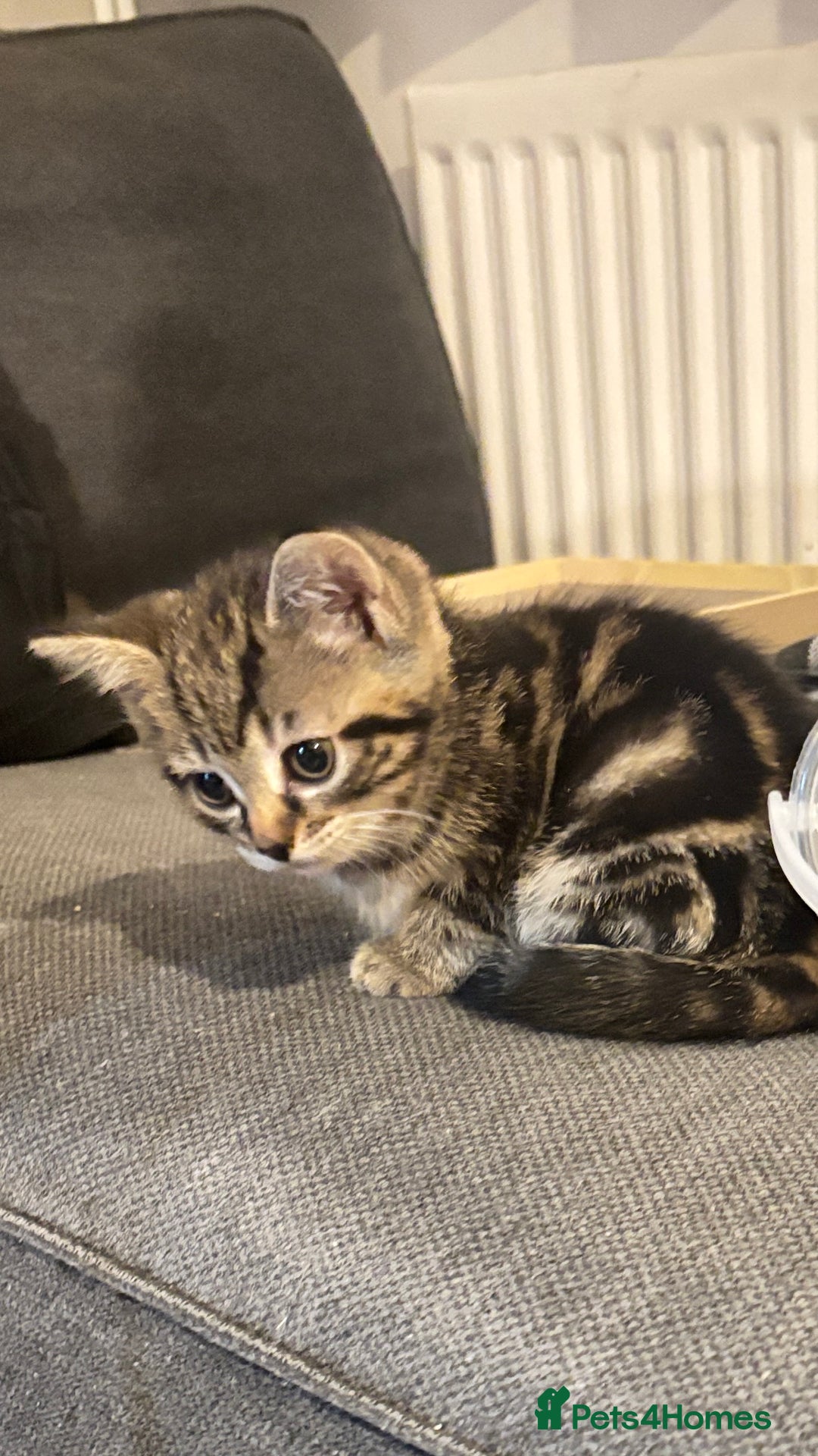 British Shorthair cats for sale: Four half breed mixed Bengal short haired kittens  - Image 1