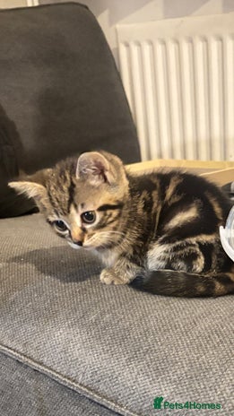 British Shorthair cats - Advert 14