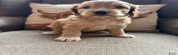 Cockapoo dogs for sale:  Girls Only from DNA Tested Parents  - Advert 35