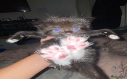 Domestic Shorthair cats for sale: Female kittens - Image 12