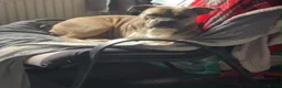 Mixed Breed dogs for sale: 8 beautiful bully x pups  - Advert 2