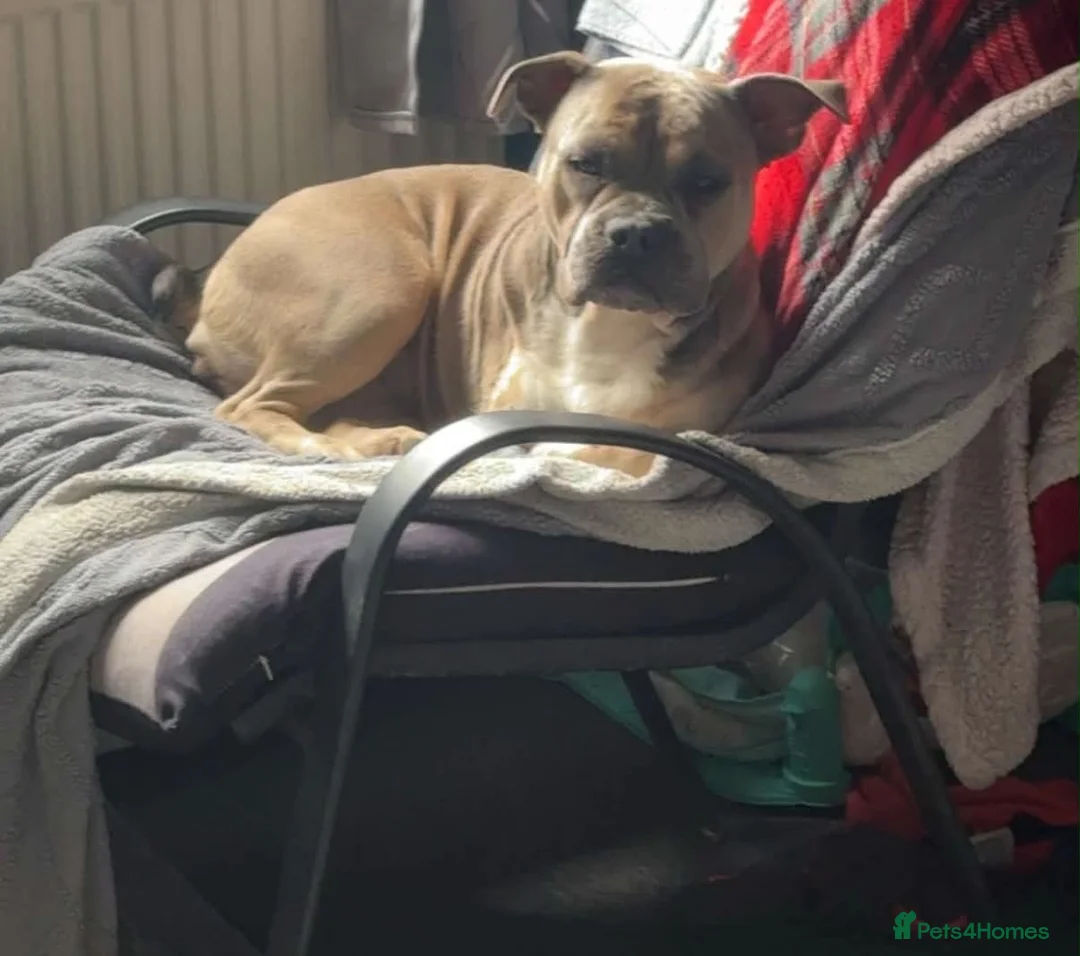 Mixed Breed dogs for sale: 8 beautiful bully x pups  - Advert 2