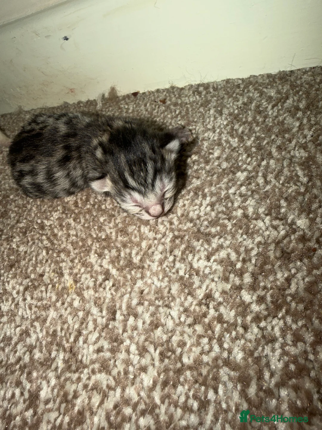 Bengal cats for sale: Bengal kittens  - Advert 8