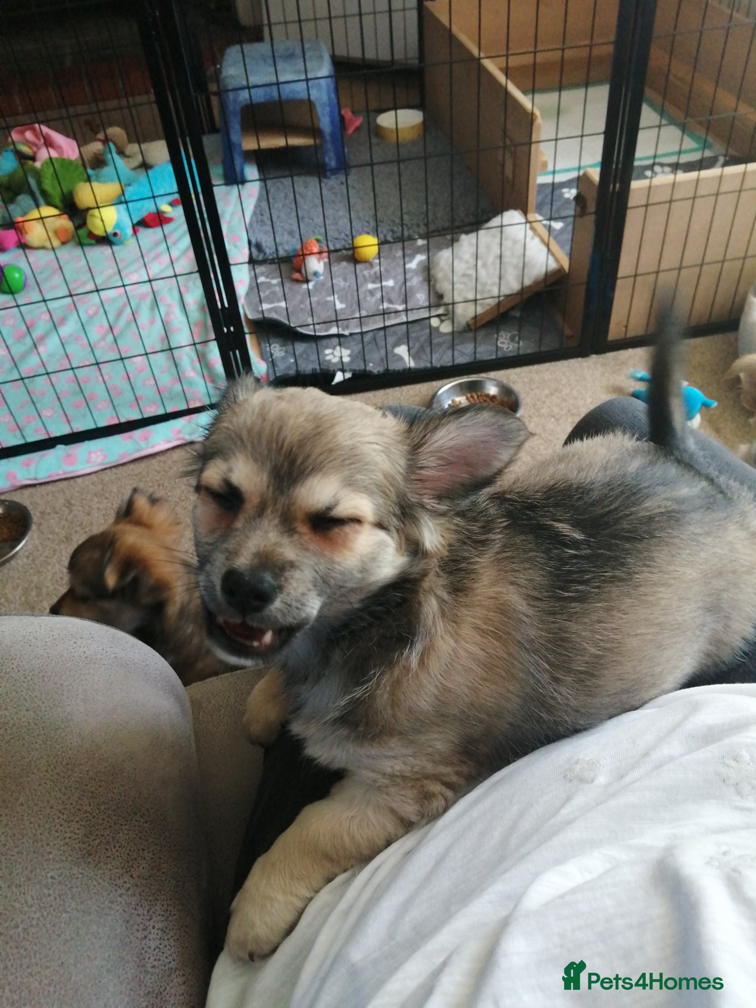 Chihuahua dogs for sale: Chihuahua puppy  in Okehampton - Advert 11