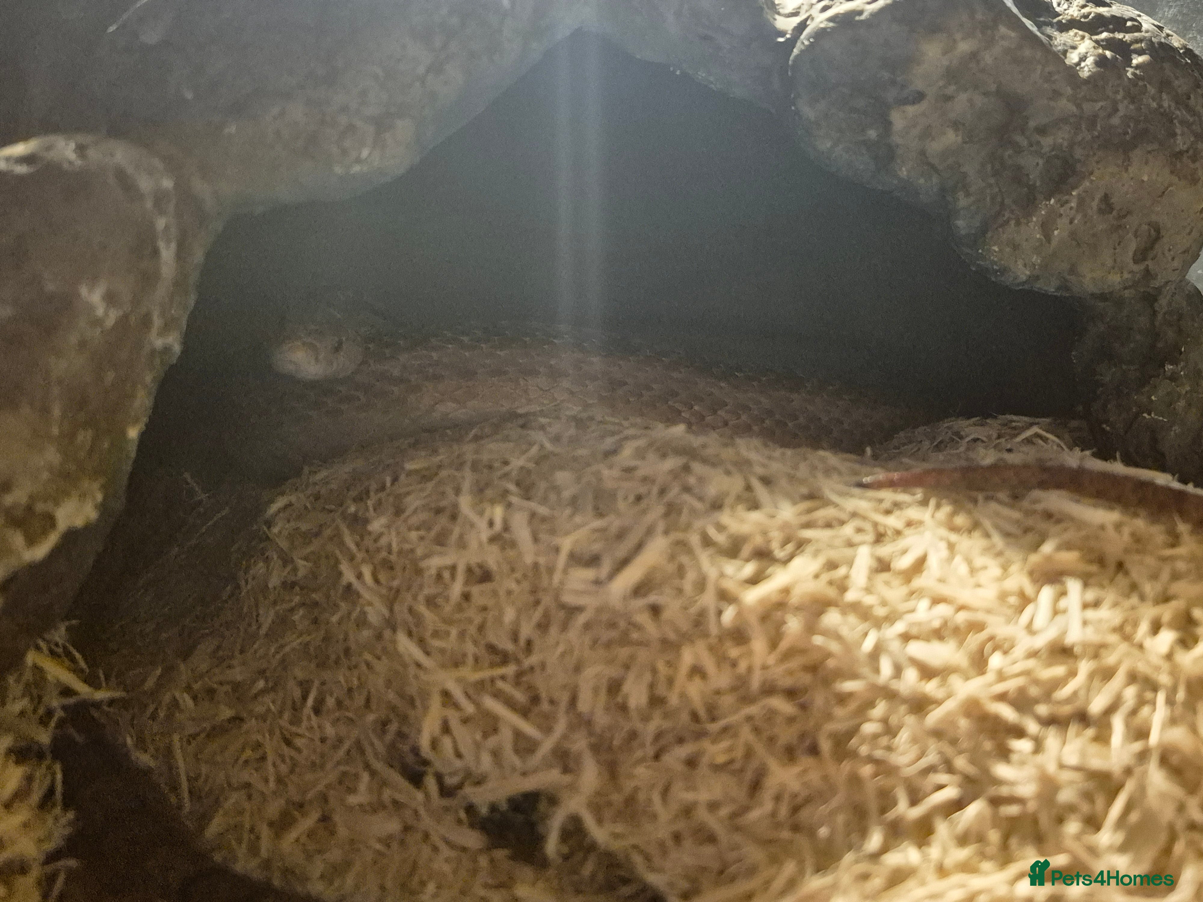 Corn Snake reptiles 13 year old cornsnake + 1.2 metre enclosure - Advert 1