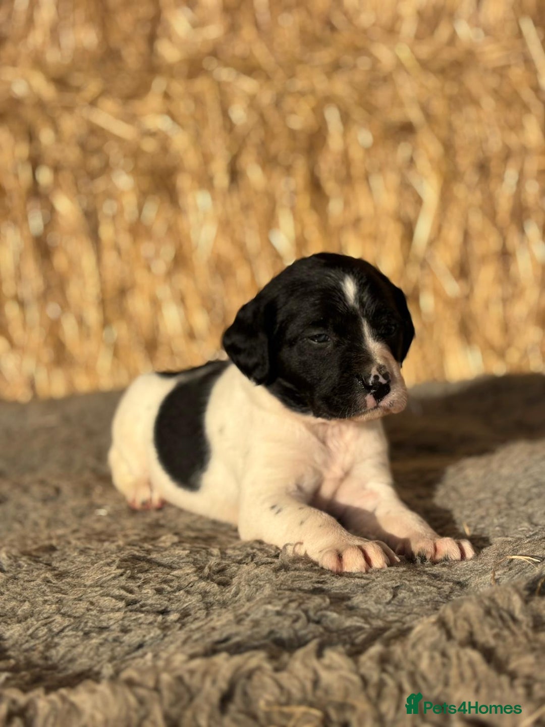 Springador dogs for sale: Springador Puppies - Advert 21