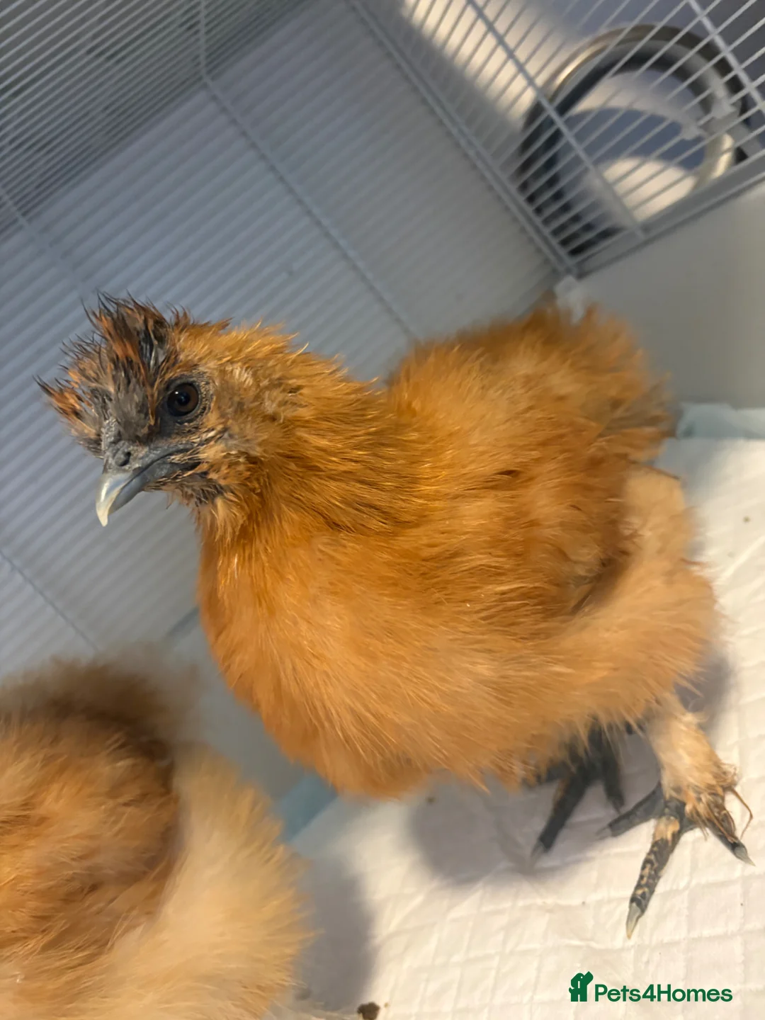 Chickens poultry for sale: 7 week old silkie roosters in Alfreton - Advert 2