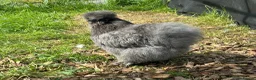 Chickens poultry for sale: Unsexed silkie chicks from 10 days old - Advert 3