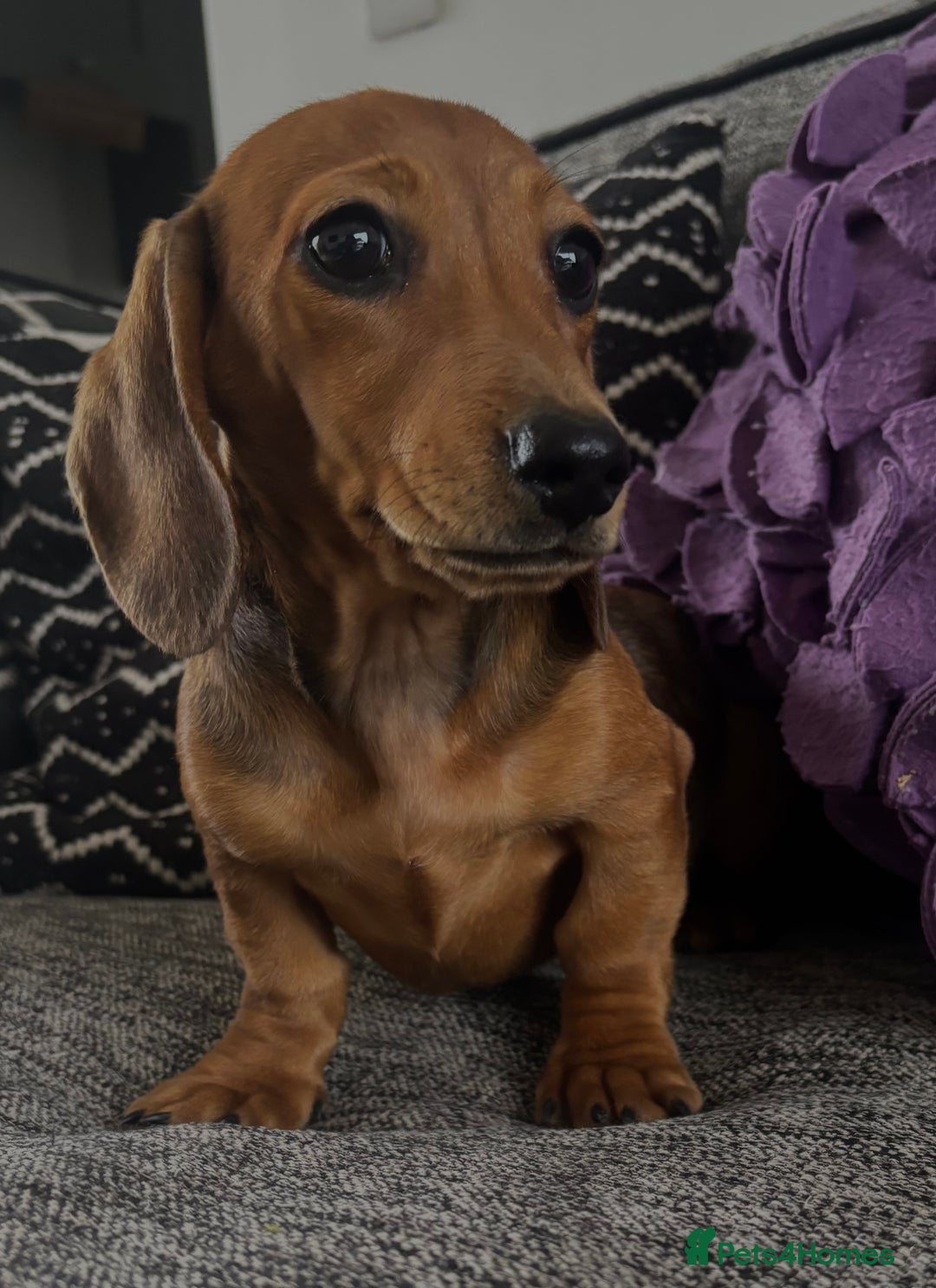 Dachshund dogs for sale: CHAMPION LINE KC REG MINI DACHSHUND GIRLS  - Image 15