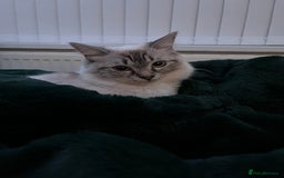 Ragdoll cats for sale: 7 beautiful seal/lynx point ragdoll kittens - Image 22