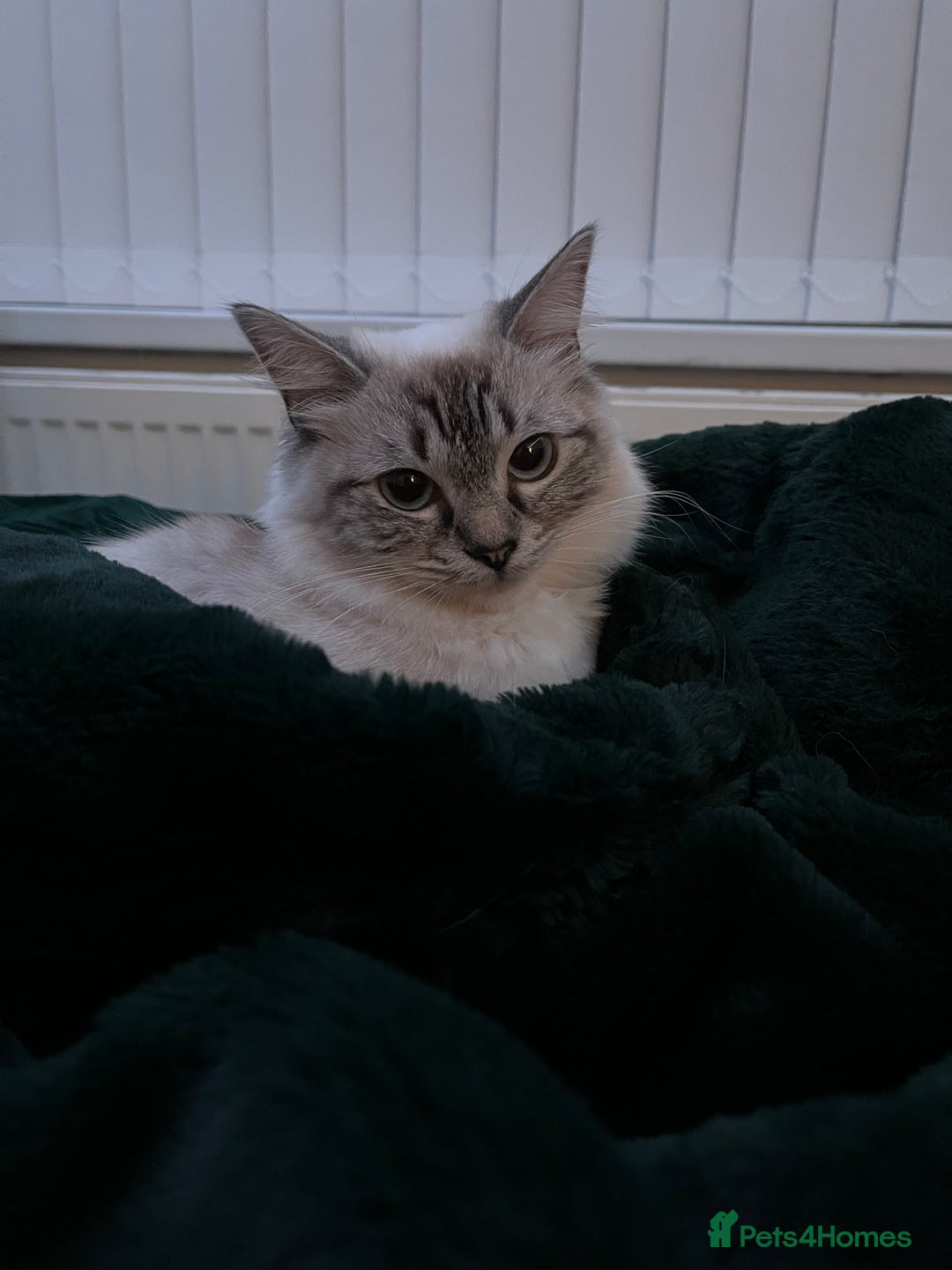 Ragdoll cats for sale: 7 beautiful seal/lynx point ragdoll kittens - Image 22