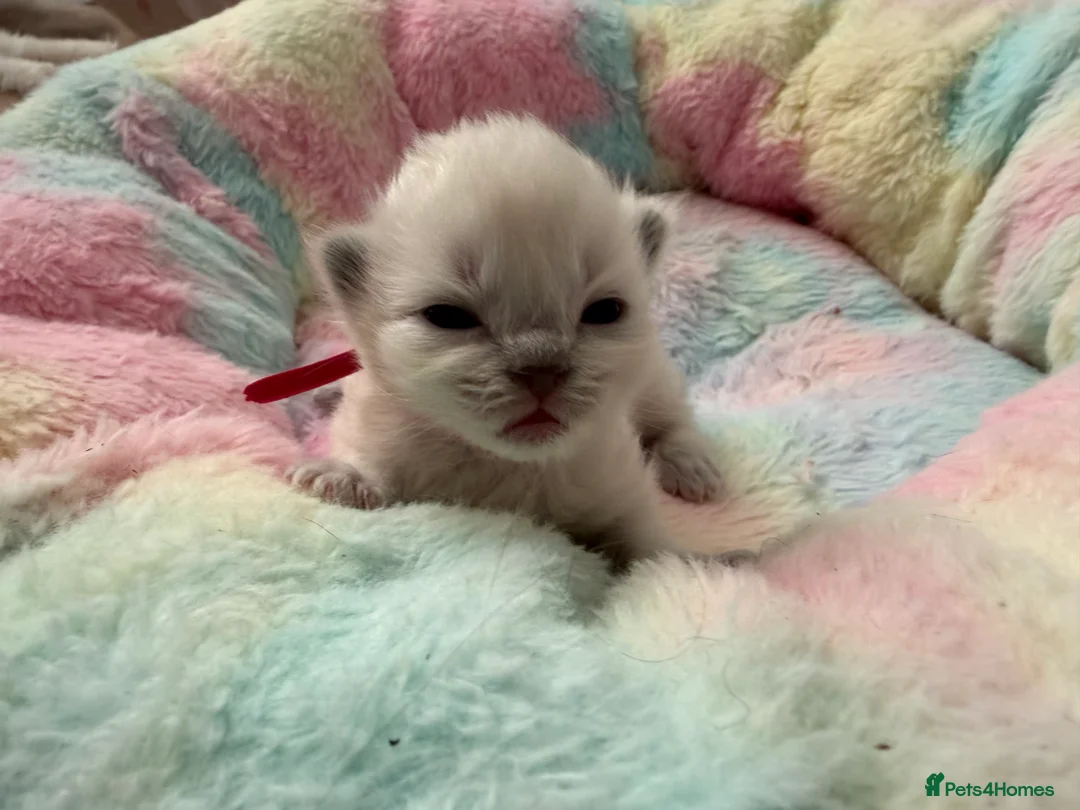 Ragdoll cats for sale: GCCF Ragdoll kittens  - Advert 7