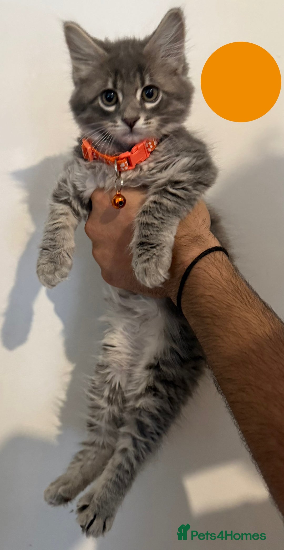 Mixed Breed cats for sale: Five beautiful Siberian/Maine Coon kittens - Image 6