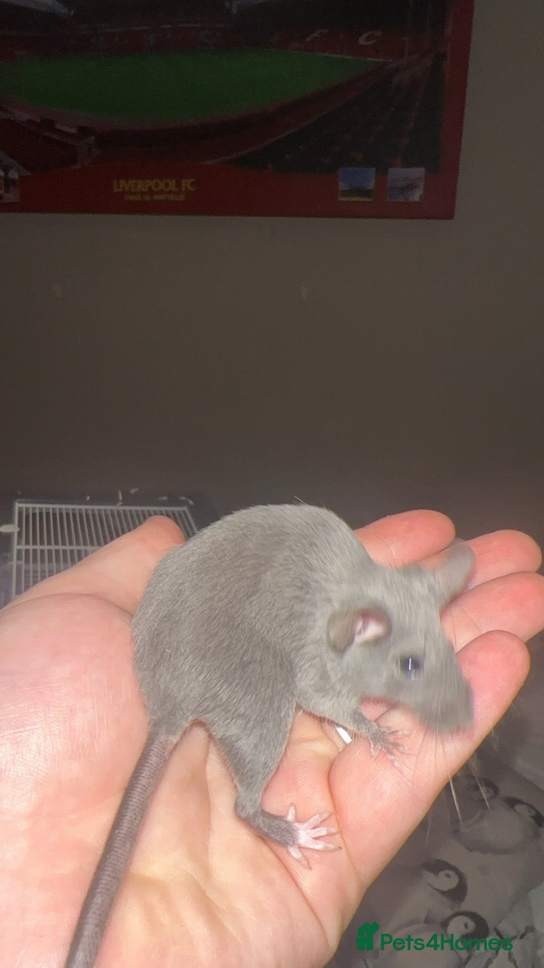 Mouse rodents for sale: Range of different female and male mice  - Image 3