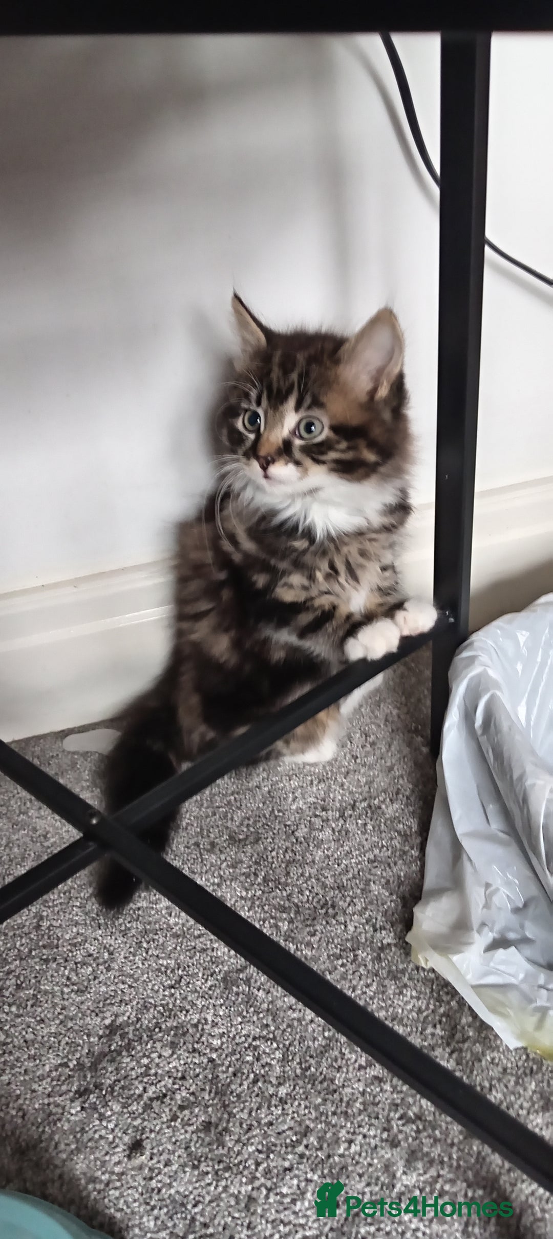 Mixed Breed cats for sale: Beautiful fluffy baby boy. - Advert 2