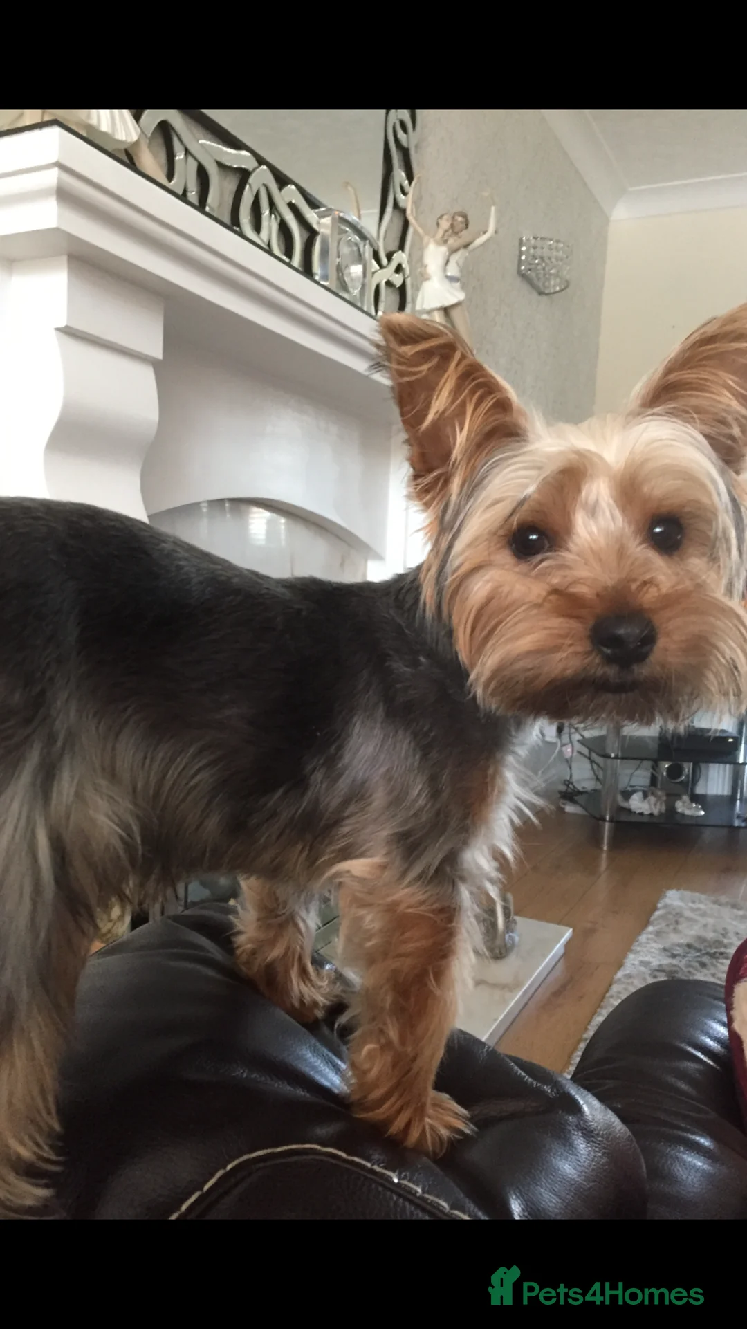 Yorkshire Terrier dogs for stud: PROVEN Dog for stud in Sunderland - Advert 7
