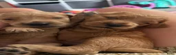 Goldendoodle dogs for sale: 🐾 8 beautiful goldendoodle pups 🐾 - Advert 34