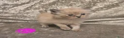 Ragdoll cats for sale: 8 Ragdoll Kittens (some Lynx) - Advert 6