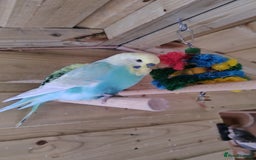Budgerigars birds for sale: Young budgies, easily tamed - Image 4