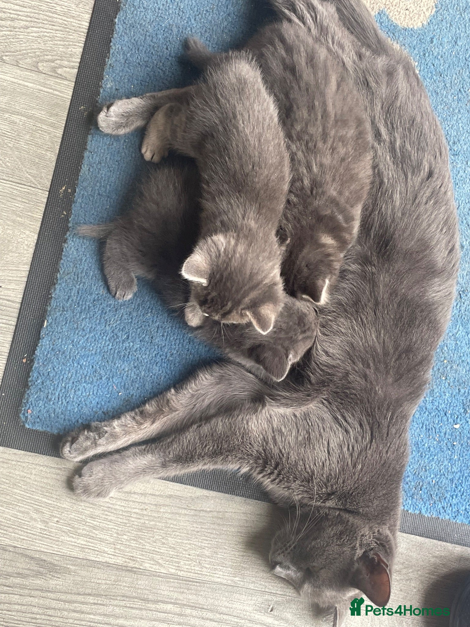 Mixed Breed cats Gorgeous Russian blue x mainecoone kittens - Advert 2